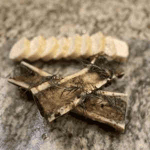 Marrow Bones-5 lb. Bag